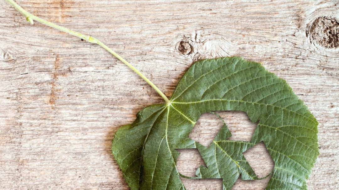 Top 10 des réflexes pour un quotidien plus écologique