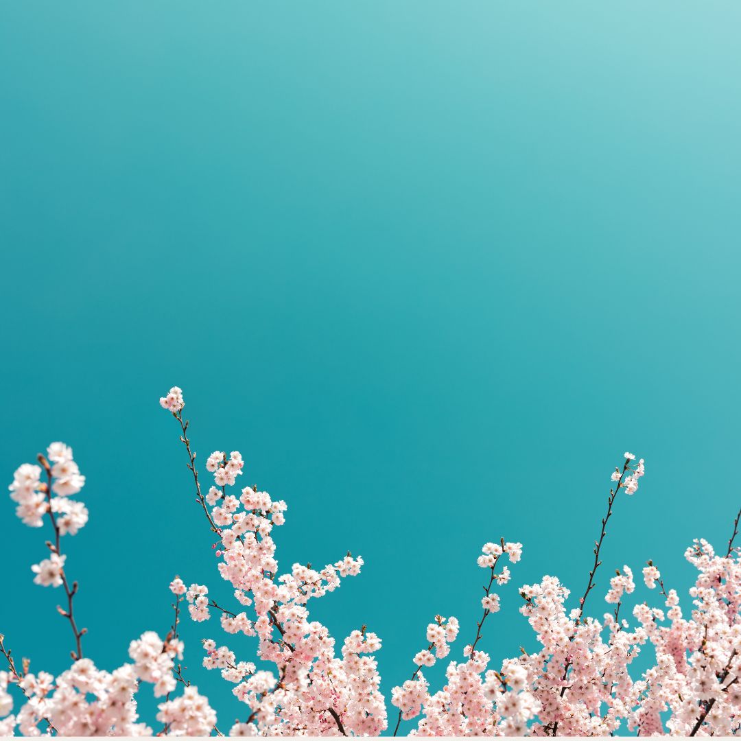 🌸Printemps🌸